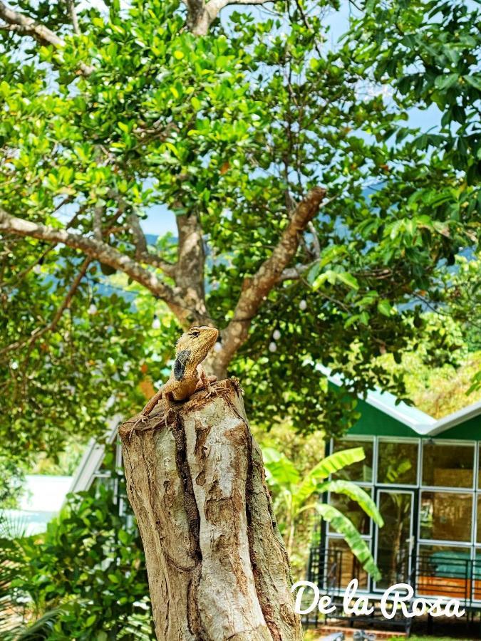 Homestay De La Rosa - Con Dao Chi Khu Co Ong エクステリア 写真
